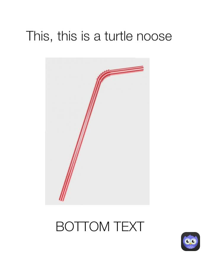 BOTTOM TEXT This, this is a turtle noose