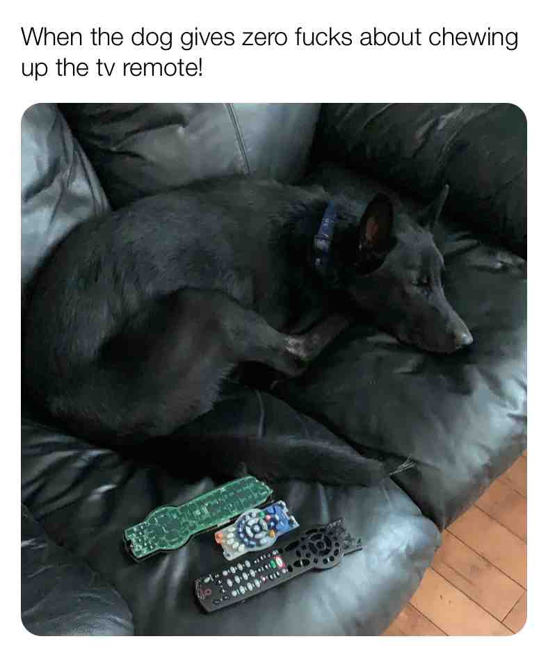 When the dog gives zero f*cks about chewing up the tv remote! #baddog #dogmemes #doglife