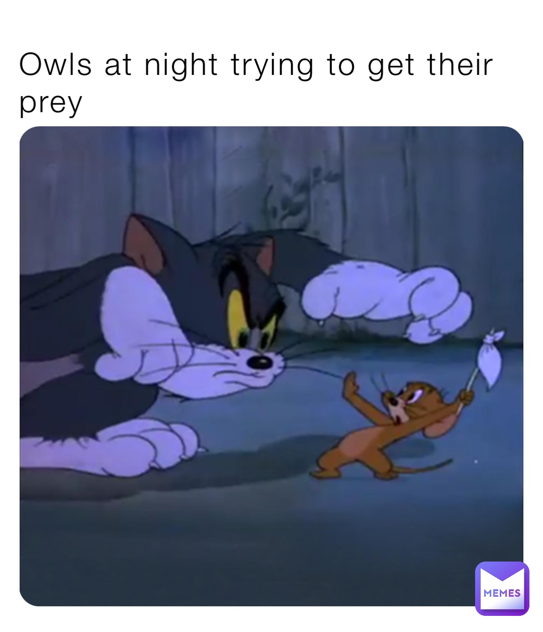 Owls at night trying to get their prey