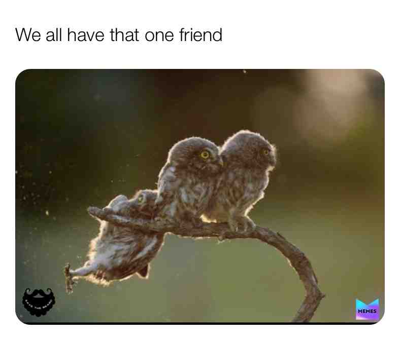I’m that one friend 🤣 #friends #funny #owls #animalmemes #funnymemes #savethebeard