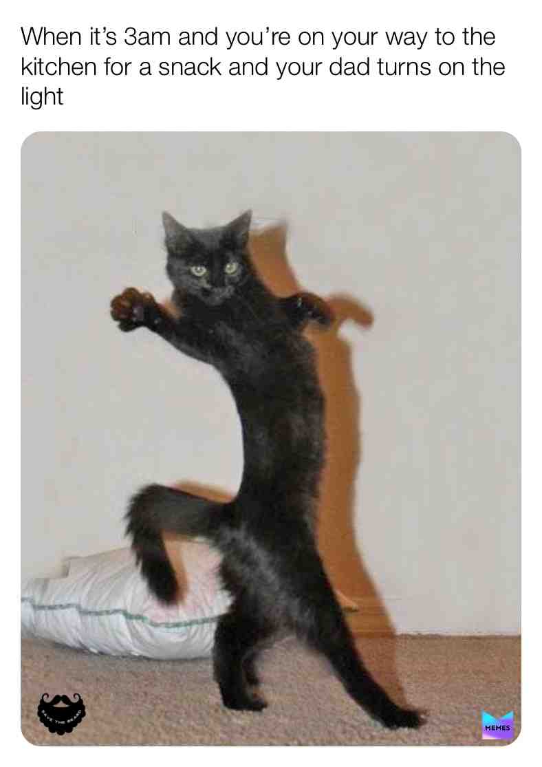 Late night snack! #funnymemes #animalmemes #memesdaily #catmemes #funny #latenightsnack #savethebeard