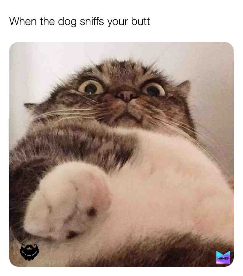 #animalmemes #catmemes #funnymemes #memesquad #funny #dogsandcats #savethebeard