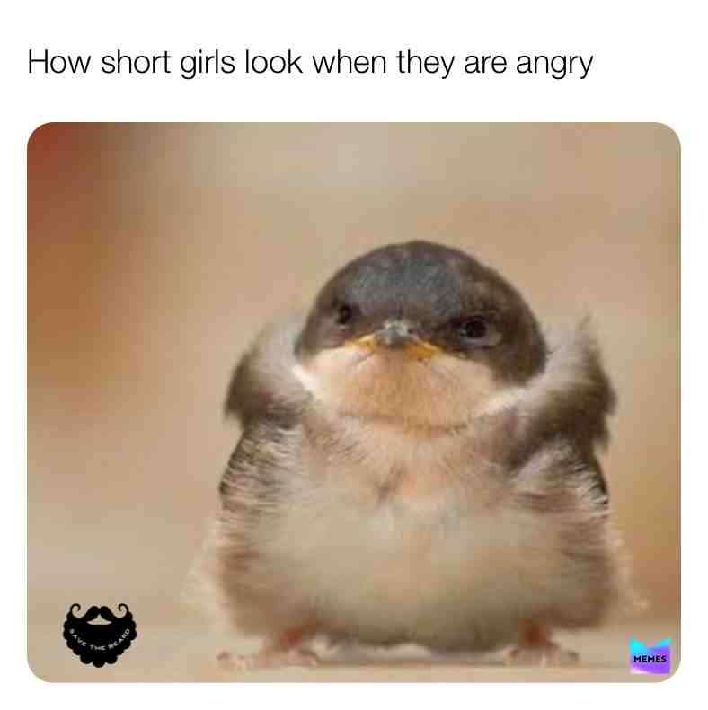 5.3 club 🤚🏻 #animalmemes #funnymemes #memesquad #birb #shortgirlproblems #short #savethebeard
