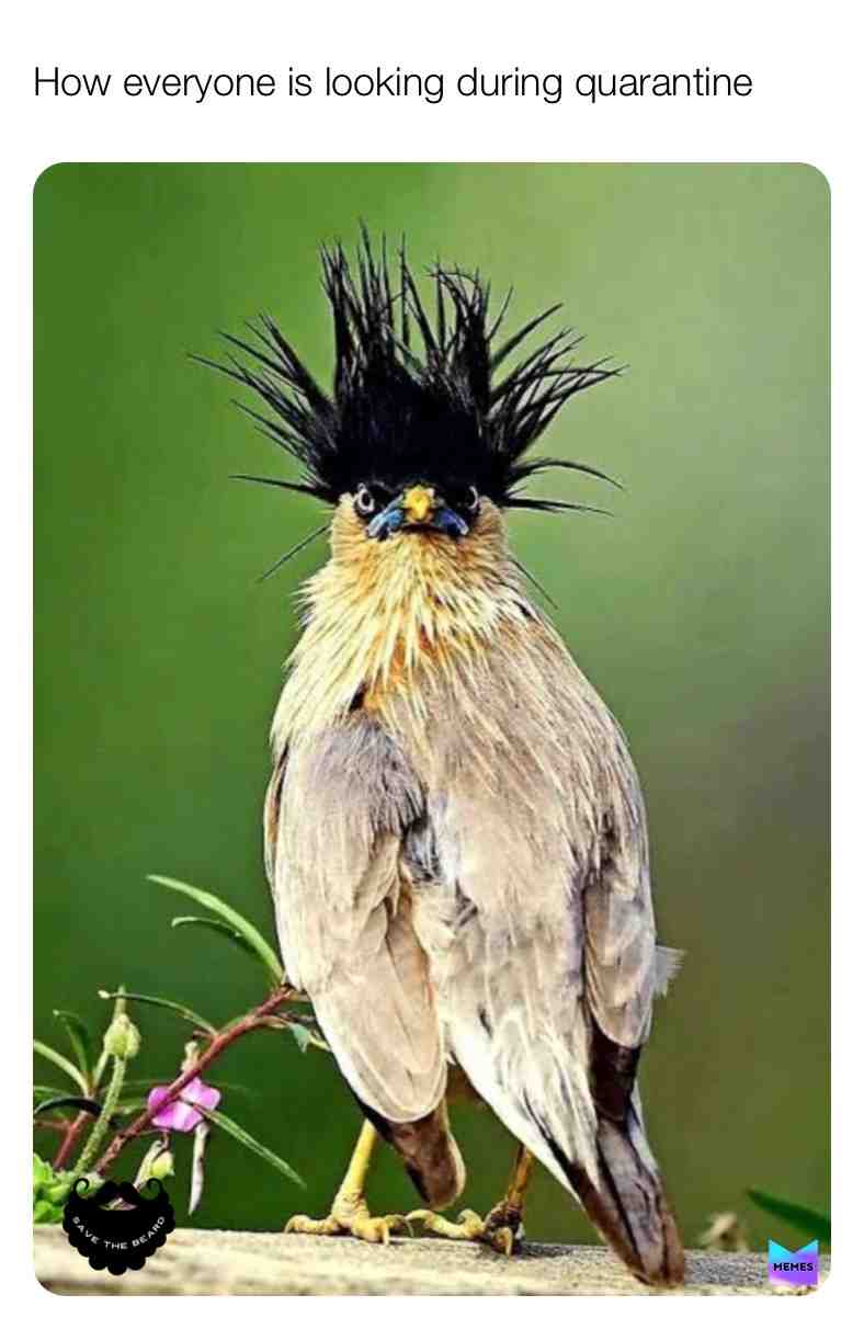 #covid19 #quarantine #funnymemes #animalmemes #memesquad #birdmemes #birb #savethebeard