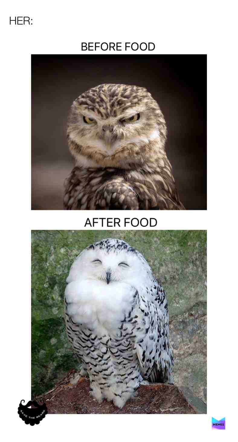 #animalmemes #funnymemes #memesquad #birb #owlmeme #savethebeard