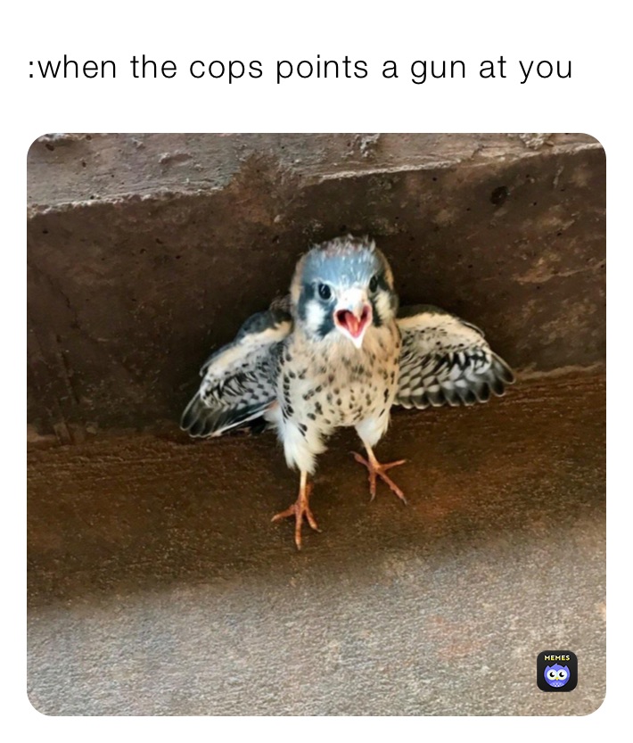 :when the cops points a gun at you