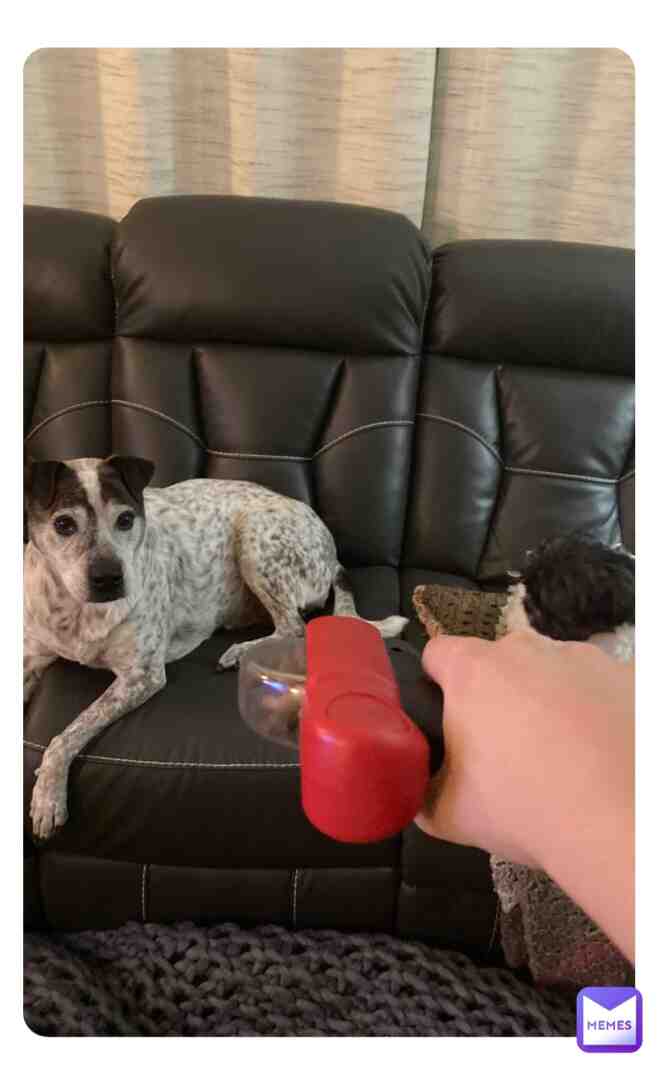Dog food gun