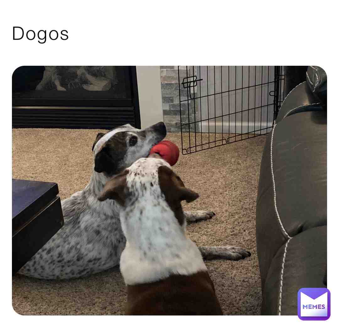 My dogs fighting for toy.