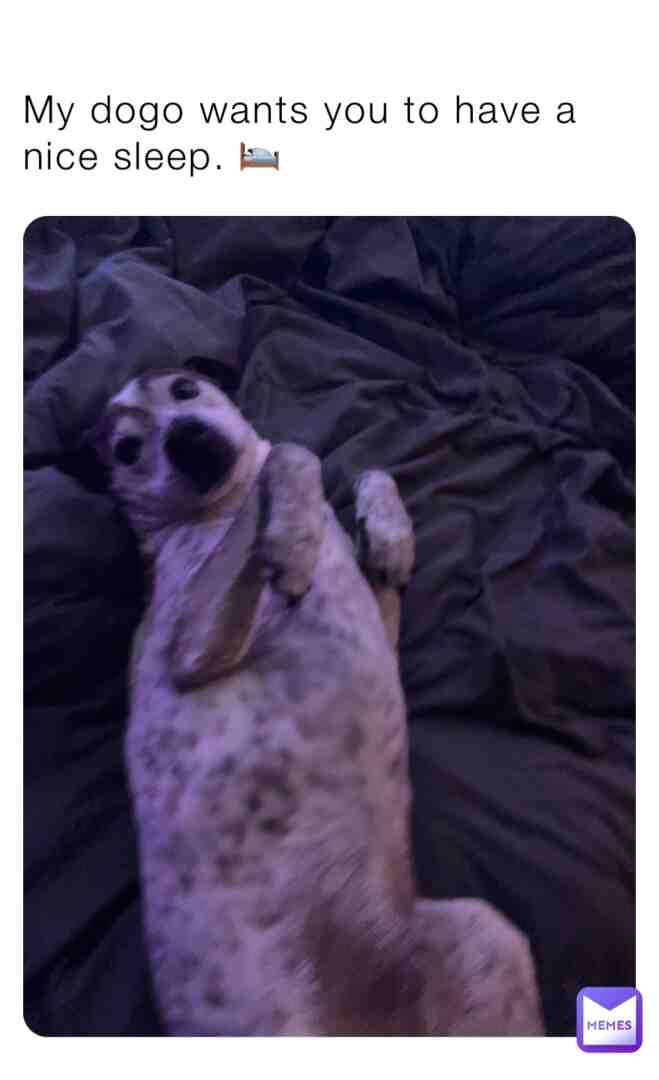 My dogo wants to be famous repost him so he can be famous.
