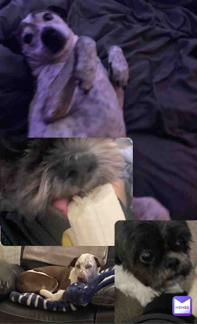 My dogs. Some dude is annoyed that I post my dogs and I honestly don’t know why he has a problem with them. I will tag the person who said this.