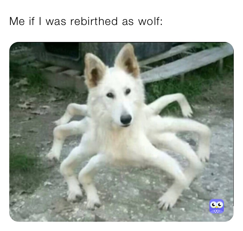 Me if I was rebirthed as wolf: