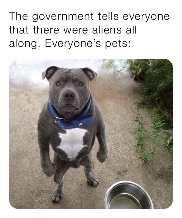 The government tells everyone that there were aliens all along. Everyone’s pets: