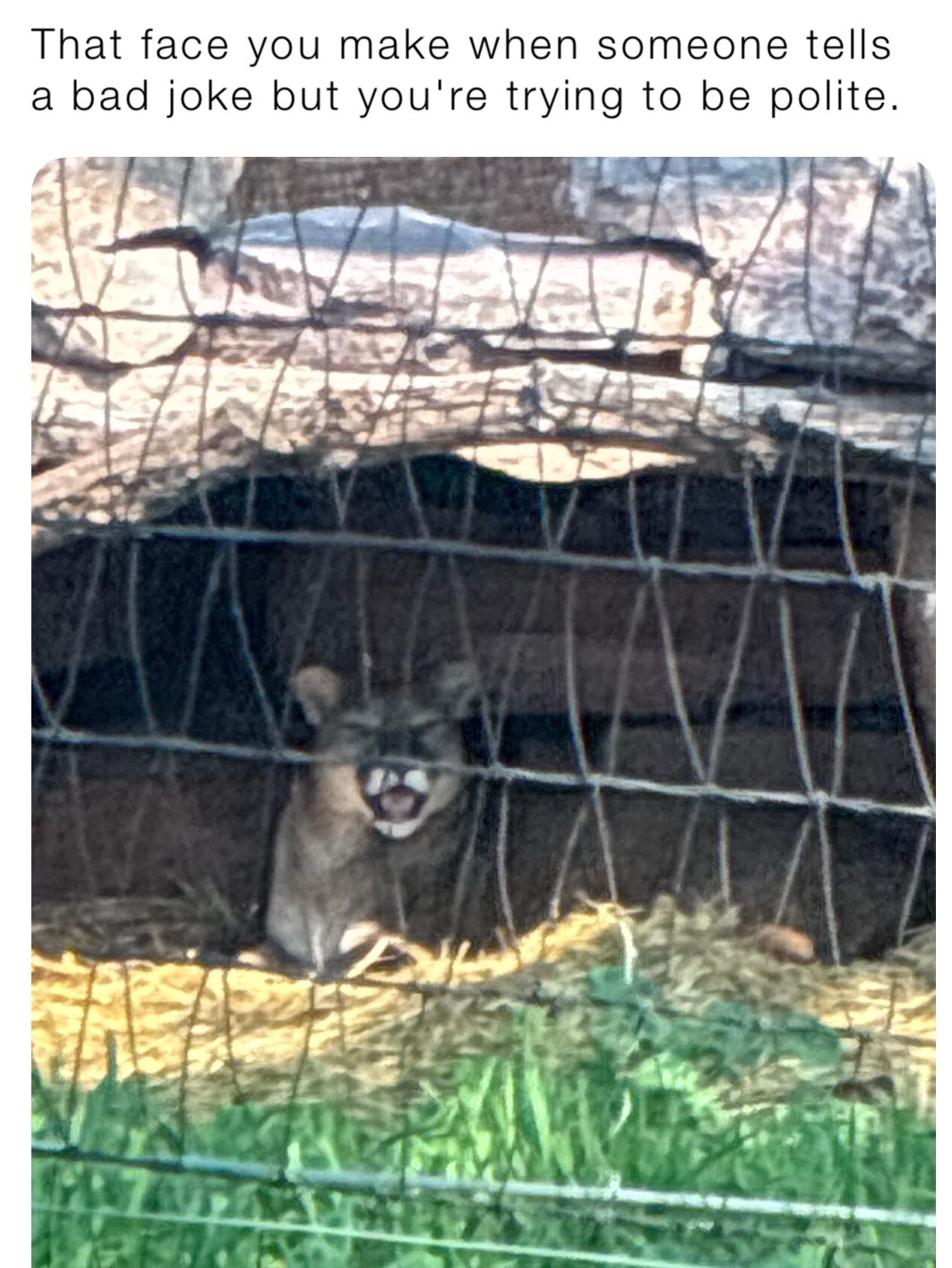 Meme by Goats_turtles_cats