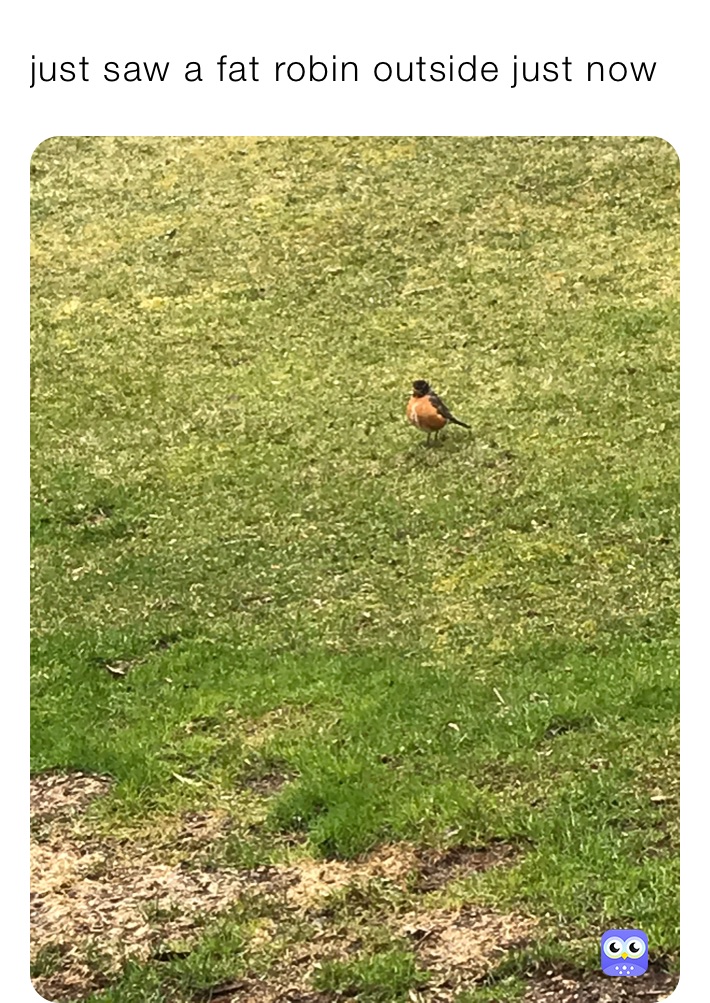 just saw a fat robin outside just now