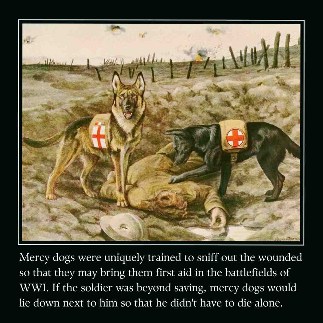 #war #WW1 #history #historymemes #support #memesdaily #servicedog #soldiermemes